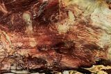 Colorful, Polished Petrified Wood Slab - Cherry Creek, NV #323169-1